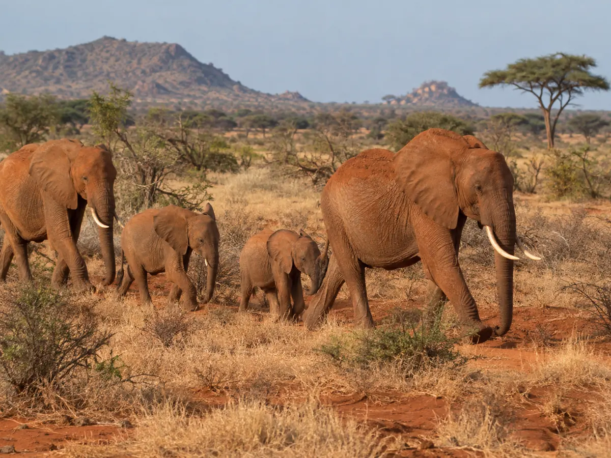 Amboseli and Tsavo East safari before Mombasa