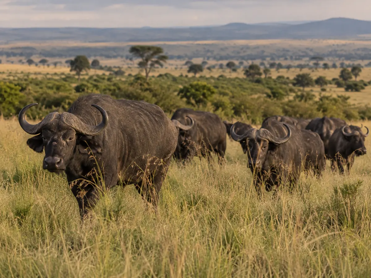 Maasai Mara wildlife on a four-day safari