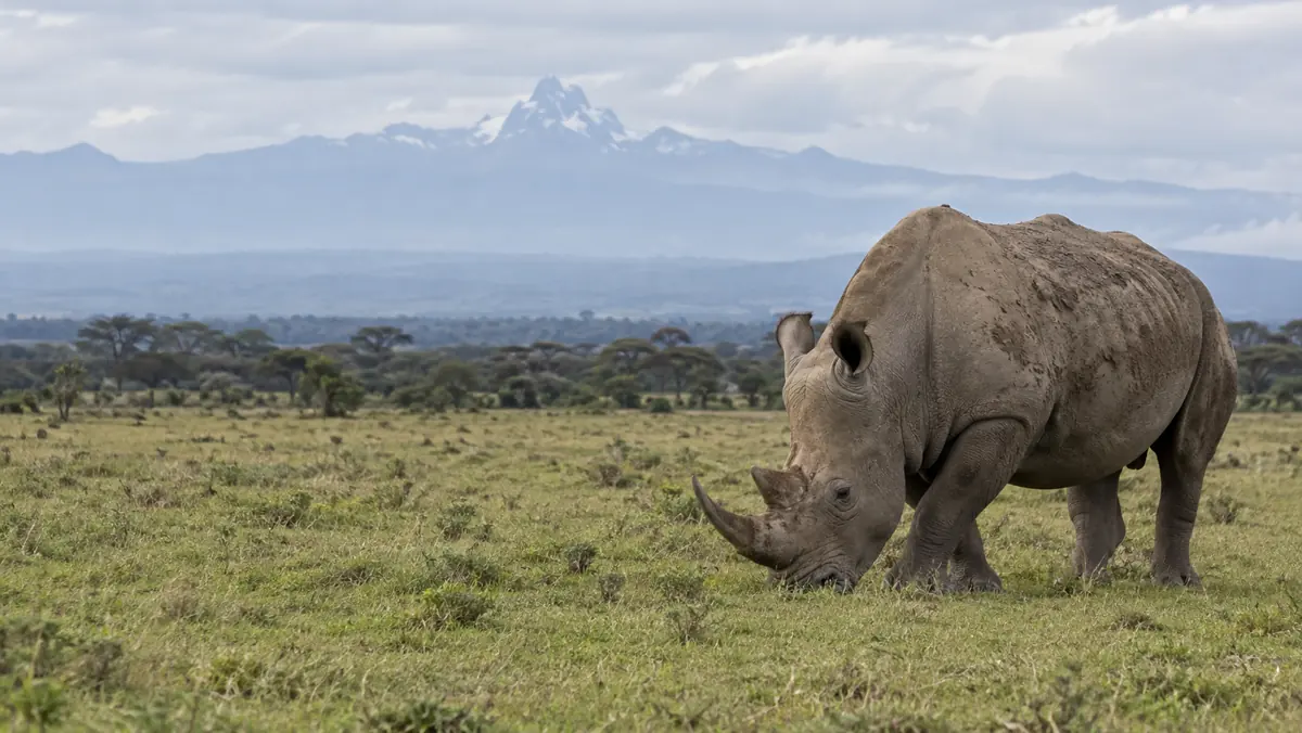 Ol Pejeta safari and Diani beach holiday